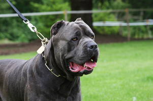 old world cane corso sheriff